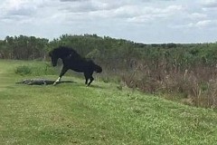 Quand un cheval sauvage s'attaque à un alligator... (vidéo)